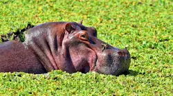 Les hippopotames d'Escobar