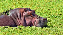 Les hippopotames d'Escobar