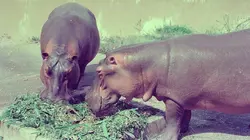 Les hippopotames d'Escobar