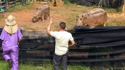 Les hippopotames d'Escobar