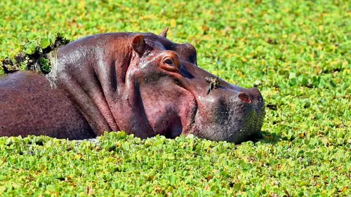 Les hippopotames d'Escobar
