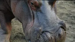 Sur National Geographic à 21h00 : Les hippopotames d'Escobar