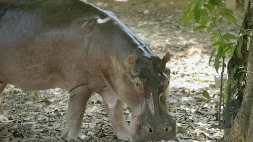 Les hippopotames de Pablo Escobar