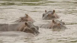 Les hippopotames de Pablo Escobar