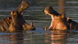 Visuel de Les hippopotames de Zambie