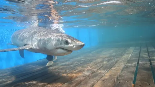 Les hommes-requins Alerte à Malibu