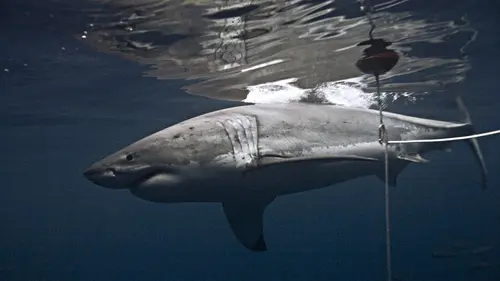 Les hommes-requins Attrapez le monstre !