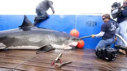 Les hommes-requins A quand la pause ?