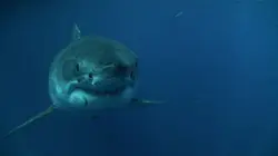 Les hommes-requins