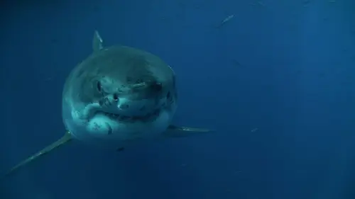 Les hommes-requins Honneur aux dames