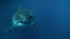 Les hommes-requins Une naissance mystérieuse