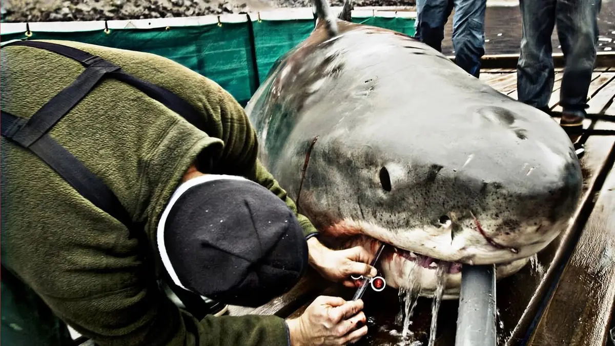 Les hommes-requins Bébé à bord !