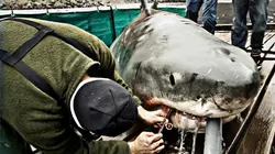 Les hommes-requins Bébé à bord !