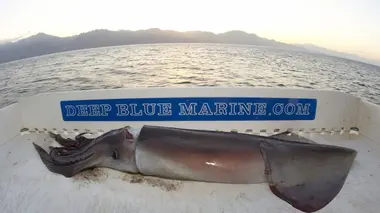 Face au calamar géant