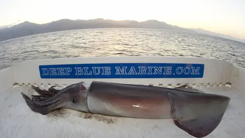 Les hommes-requins Face au calamar géant