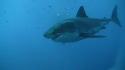 Les hommes-requins Marquage de requins