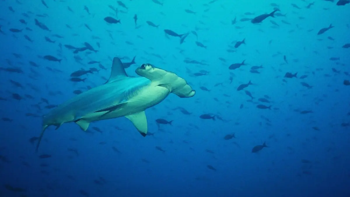 Les hommes-requins Iles aux requins marteaux