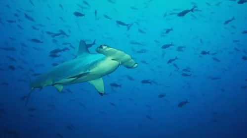 Les hommes-requins Iles aux requins marteaux