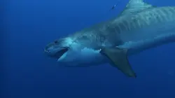 Les hommes-requins L'échappée belle