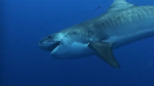 Casting Les hommes-requins L'échappée belle