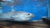 Un monstre de requin