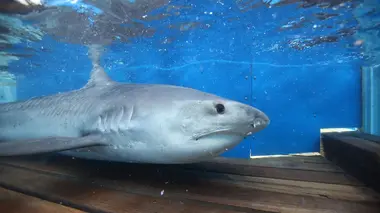 Un monstre de requin