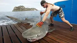 Les hommes-requins Le paradis perdu