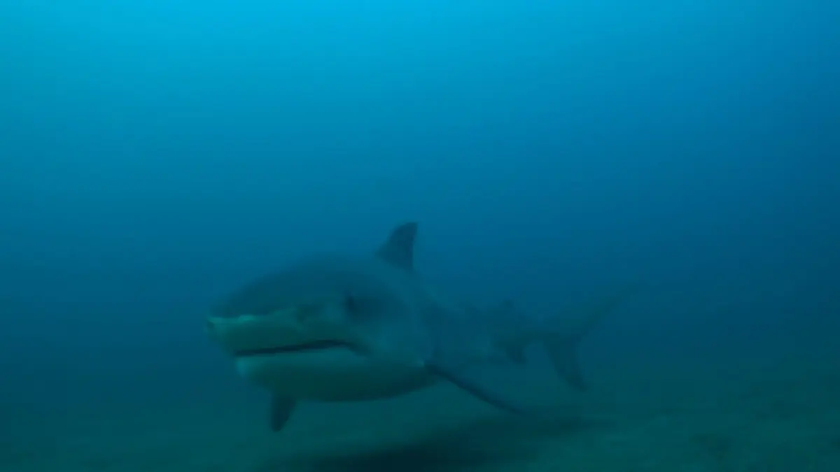 Les hommes-requins Le paradis perdu