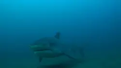 Les hommes-requins Le paradis perdu