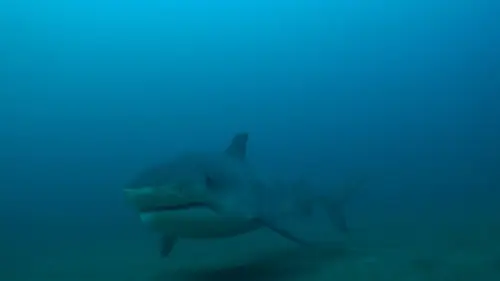 Les hommes-requins Le paradis perdu