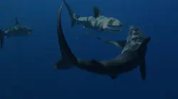 Les hommes-requins Requins marteaux