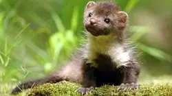 Les hors-la-loi de la nature E01 Combattre pour se reproduire