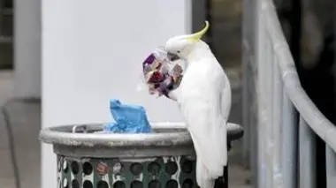 Lutter pour se nourrir