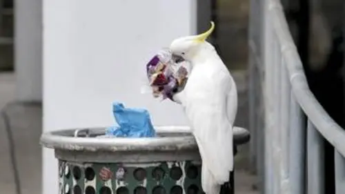 Les hors-la-loi de la nature E02 Lutter pour se nourrir