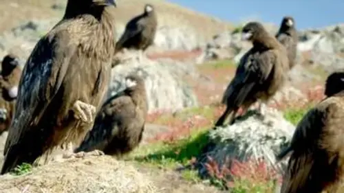 Les hors-la-loi de la nature