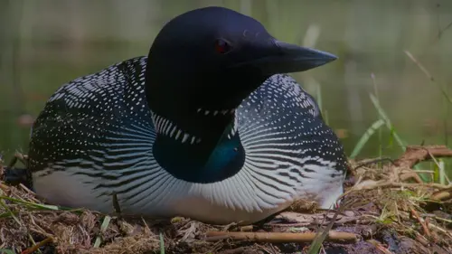 Les huards dans la brume