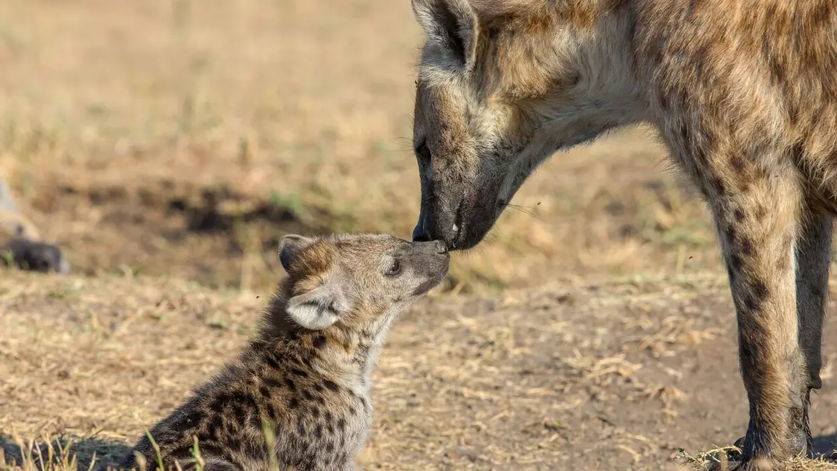 Les hyènes : Au-delà des préjugés