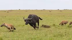 Les hyènes : Au-delà des préjugés