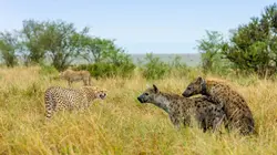 Les hyènes : Au-delà des préjugés