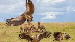 Les hyènes : Au-delà des préjugés