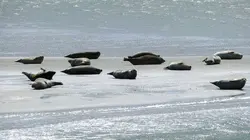 Les îles Halligen, sous le joug des inondations