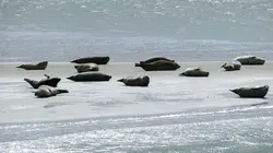 Les îles Halligen, sous le joug des inondations