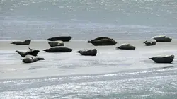 Les îles Halligen, sous le joug des inondations