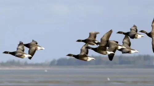 Les îles Halligen, sous le joug des inondations
