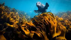 Les îles irlandaises, avant-postes de l'océan