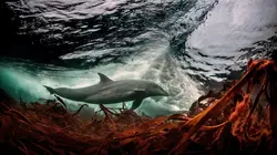 Les îles irlandaises, avant-postes de l'océan