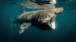 Les îles irlandaises, avant-postes de l'océan