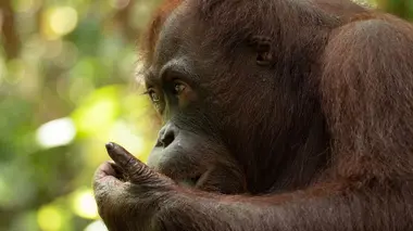 Les trésors naturels de Bornéo