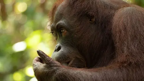Les îles, laboratoires de la nature