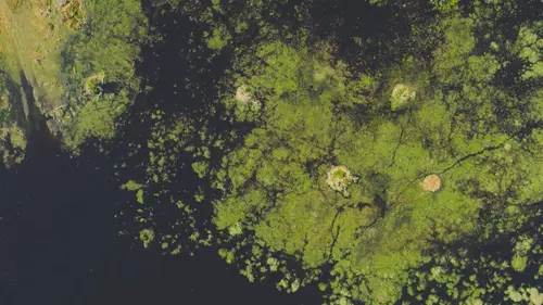 Les îles, laboratoires de la nature Les miracles du delta de l'Okavango